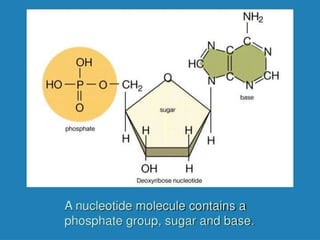 1.0 introduction to human biology