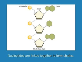 1.0 introduction to human biology