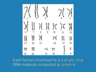 1.0 introduction to human biology