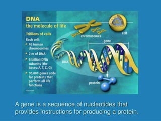 1.0 introduction to human biology