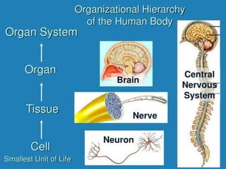 1.0 introduction to human biology