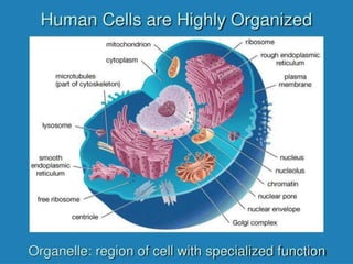 1.0 introduction to human biology
