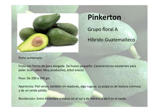 Pinkerton
Grupo floral A
Híbrido Guatemalteco
Porte semienano
Fruta con forma de pera alargada. De hueso pequeño. Características excelentes para
pelar. Gran sabor. Muy productivo, árbol erecto
Peso: De 200 a 500 grs.
Apariencia: Piel verde, también en madurez, algo rugosa. La pulpa es de textura cremosa
y de un verde pálido.
Recolección: Entre diciembre y marzo en el sur y de febrero a abril en el norte.
 