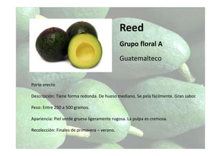 Reed
Grupo floral A
Guatemalteco
Porte erecto
Descripción: Tiene forma redonda. De hueso mediano. Se pela fácilmente. Gran sabor.
Peso: Entre 250 a 500 gramos.
Apariencia: Piel verde gruesa ligeramente rugosa. La pulpa es cremosa.
Recolección: Finales de primavera – verano.
 