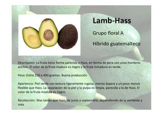 Lamb-Hass
Grupo floral A
Híbrido guatemalteco
Descripción: La fruta tiene forma parecida a Hass, en forma de pera con unos hombros
anchos. El color de la fruta madura es negro y la fruta inmadura es verde.
Peso: Entre 250 a 400 gramos. Buena producción
Apariencia: Piel verde con textura ligeramente rugosa, menos áspera y un poco menos
flexible que Hass. La separación de la piel y la pulpa es limpia, parecida a la de Hass. El
color de la fruta madura es negro.
Recolección: Mas tardío que Hass, de junio a septiembre, dependiendo de la vertiente y
cota
 