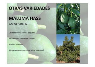 OTRAS VARIEDADES
MALUMA HASS
Grupo floral A
Calidad buena, semilla pequeña
Recolección: Diciembre a mayo.
Madura en negro.
Menos vigoroso que Hass, porte piramidal
 