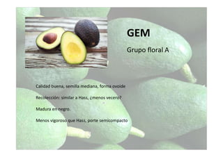 Calidad buena, semilla mediana, forma ovoide
Recolección: similar a Hass, ¿menos vecero?
Madura en negro.
Menos vigoroso que Hass, porte semicompacto
GEM
Grupo floral A
 