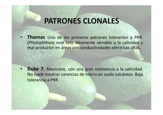 • Thomas Uno de los primeros patrones tolerantes a PRR.
(Phytophthora root rot). Altamente sensible a la salinidad y
mal productor en áreas con conductividades eléctricas altas.
• Duke 7. Mexicano, con una gran resistencia a la salinidad.
No suele mostrar carencias de hierro en suelo calcáreos. Baja
tolerancia a PRR.
PATRONES CLONALES
 