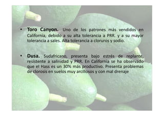 • Toro Canyon. Uno de los patrones más vendidos en
California, debido a su alta tolerancia a PRR. y a su mayor
tolerancia a sales. Alta tolerancia a cloruros y sodio.
• Dusa. Sudafricano, presenta bajo estrés de replante,
resistente a salinidad y PRR. En California se ha observado
que el Hass es un 30% más productivo. Presenta problemas
de clorosis en suelos muy arcillosos y con mal drenaje
 