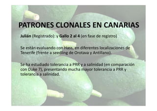Julián (Registrado): y Gallo 2 al 4 (en fase de registro)
Se están evaluando con Hass, en diferentes localizaciones de
Tenerife (frente a seedling de Orotava y Antillano).
Se ha estudiado tolerancia a PRR y a salinidad (en comparación
con Duke 7), presentando mucha mayor tolerancia a PRR y
tolerancia a salinidad.
PATRONES CLONALES EN CANARIAS
 