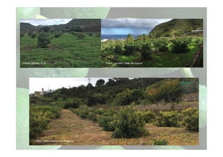 Finca: Isamar, ICIA Finca: Lercaro, Valle de Guerra
Finca: Doña Laura, Los Realejos
 