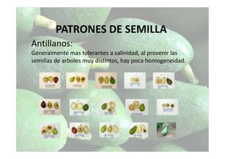PATRONES DE SEMILLA
Antillanos:
Generalmente mas tolerantes a salinidad, al provenir las
semillas de arboles muy distintos, hay poca homogeneidad.
 