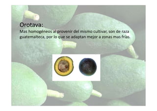 Orotava:
Mas homogéneos al provenir del mismo cultivar, son de raza
guatemalteca, por lo que se adaptan mejor a zonas mas frías.
 