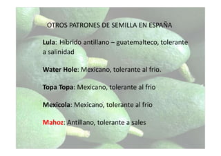 Lula: Híbrido antillano – guatemalteco, tolerante
a salinidad
Water Hole: Mexicano, tolerante al frio.
Topa Topa: Mexicano, tolerante al frio
Mexicola: Mexicano, tolerante al frio
Mahoz: Antillano, tolerante a sales
OTROS PATRONES DE SEMILLA EN ESPAÑA
 