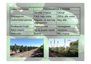 CARACTERÍSTICAS PORTAINJERTOS O PATRÓN
Semilla o franco Clonal
Propagación Fácil, bajo coste Difícil, alto coste
Uniformidad plantas Regular, ya que hay
segregación
Muy alta
Producción frutal Heterogénea Homogénea
Árbol madre No se puede repetir Idénticos
Selección Buena Muy buena
 