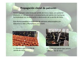 Propagación clonal de patrones
Patrón injertado sobre brote de semilla de inicio o base, con posterior
etiolación en cámara oscura y enraizamiento del patrón con hormonas
terminándose con la eliminación o destrucción de la semilla de inicio.
Esta técnica posibilitó la obtención de patrones seleccionados con
tolerancia a sales y Phytophtora cinnamomi.
1.- Siembra y germinación de
semilla de inicio
2.- Injerto del patrón (dos yemas)
sobre semilla de inicio
 