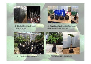 3.- Etiolación del patrón en
cámara oscura
4.- Rayado del patrón con hormonas
(IBA) y adición de sustrato
7.- Planta lista para trasplante
6.- Enraizamiento del patón
 