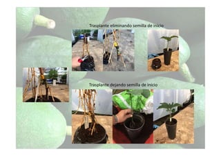 Trasplante eliminando semilla de inicio
Trasplante dejando semilla de inicio
 