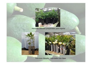 Patrones clonales preparados para injerto
Patrones clonales injertados con Hass
 