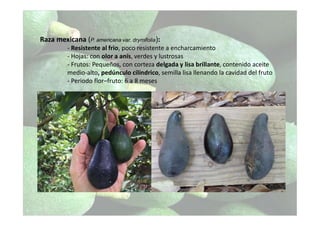 Raza mexicana (P. americana var. drymifolia):
- Resistente al frio, poco resistente a encharcamiento
- Hojas: con olor a anís, verdes y lustrosas
- Frutos: Pequeños, con corteza delgada y lisa brillante, contenido aceite
medio-alto, pedúnculo cilíndrico, semilla lisa llenando la cavidad del fruto
- Periodo flor–fruto: 6 a 8 meses
 