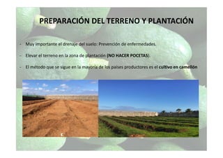 PREPARACIÓN DEL TERRENO Y PLANTACIÓN
- Muy importante el drenaje del suelo: Prevención de enfermedades.
- Elevar el terreno en la zona de plantación (NO HACER POCETAS).
- El método que se sigue en la mayoría de los países productores es el cultivo en camellón
 