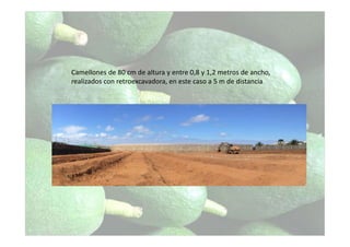Camellones de 80 cm de altura y entre 0,8 y 1,2 metros de ancho,
realizados con retroexcavadora, en este caso a 5 m de distancia
 