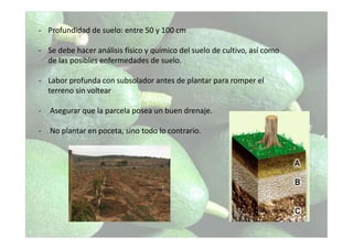 - Profundidad de suelo: entre 50 y 100 cm
- Se debe hacer análisis físico y químico del suelo de cultivo, así como
de las posibles enfermedades de suelo.
- Labor profunda con subsolador antes de plantar para romper el
terreno sin voltear
- Asegurar que la parcela posea un buen drenaje.
- No plantar en poceta, sino todo lo contrario.
 