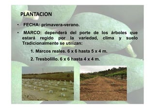 PLANTACION
• FECHA: primavera-verano.
• MARCO: dependerá del porte de los árboles que
estará regido por la variedad, clima y suelo
Tradicionalmente se utilizan:
1. Marcos reales. 6 x 6 hasta 5 x 4 m.
2. Tresbolillo. 6 x 6 hasta 4 x 4 m.
 