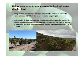 Últimamente se están plantando en alta densidad y ultra
alta densidad
- El aguacate a distancias de mas de 3 metros entre plantas se comporta
como un árbol individual, por lo que presenta mayor vigor.
- A distancias de 3 metros o menos entra en competencia con las plantas de
al lado, por lo que se ve disminuido el vigor, si bien hay que recurrir a poda
y formación del árbol para mantener los marcos , se usan marcos de 3 x 5, o
3 x 6 m.
 