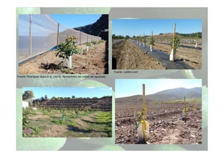 Fuente: Rodríguez Sosa et al. (2014). Rentabilidad del cultivo del aguacate.
Fuente: cultifort.com
 