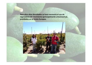 - Para ultra altas densidades se hace necesario el uso de
reguladores de crecimiento (principalmente uniconazol-p),
prohibidos en la Unión Europea.
 