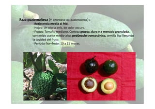 Raza guatemalteca (P. americana var. guatemalensis) :
- Resistencia media al frio.
- Hojas: sin olor a anís, de color oscuro.
- Frutos: Tamaño mediano, Corteza gruesa, dura y a menudo granulada,
contenido aceite medio-alto, pedúnculo troncocónico, semilla lisa llenando
la cavidad del fruto.
- Periodo flor–fruto: 10 a 15 meses.
 