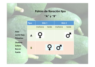 Patrón de floración tipo
“A” y “B”
Hass
Lamb Hass
Pinkerton
Orotava
Zutano
Bacon
Fuerte
Tipo DIA 1 DIA 2
mañana tarde mañana tarde
A
B
 