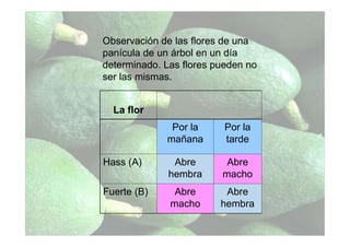 La flor
Por la
mañana
Por la
tarde
Hass (A) Abre
hembra
Abre
macho
Fuerte (B) Abre
macho
Abre
hembra
Observación de las flores de una
panícula de un árbol en un día
determinado. Las flores pueden no
ser las mismas.
 