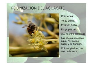POLINIZACIÓN DEL AGUACATE
Colmenas:
10-20 ud/ha.
Posición S-SW
En grupos de 2
±50 m entre colmenas
Las abejas necesitan
agua. NO saben
nadar y se hunden.
Colocar piedras con
una parte seca.
 