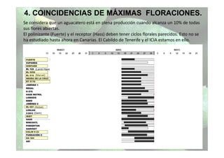 4. COINCIDENCIAS DE MÁXIMAS FLORACIONES.
Se considera que un aguacatero está en plena producción cuando alcanza un 10% de todas
sus flores abiertas.
El polinizante (Fuerte) y el receptor (Hass) deben tener ciclos florales parecidos. Esto no se
ha estudiado hasta ahora en Canarias. El Cabildo de Tenerife y el ICIA estamos en ello.
Hormaza
(Marvel)
(Nobel)
(Lamb Hass)
(Gem)
Grupo B
 