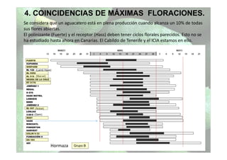 4. COINCIDENCIAS DE MÁXIMAS FLORACIONES.
Se considera que un aguacatero está en plena producción cuando alcanza un 10% de todas
sus flores abiertas.
El polinizante (Fuerte) y el receptor (Hass) deben tener ciclos florales parecidos. Esto no se
ha estudiado hasta ahora en Canarias. El Cabildo de Tenerife y el ICIA estamos en ello.
Hormaza
(Marvel)
(Nobel)
(Lamb Hass)
(Gem)
Grupo B
 