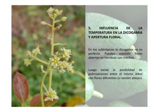 5. INFLUENCIA DE LA
TEMPERATURA EN LA DICOGAMIA
Y APERTURA FLORAL.
En los subtrópicos la dicogamia no es
perfecta. Pueden coexistir flores
abiertas en hembras con machos.
Luego existe la posibilidad de
polinizaciones entre el mismo árbol
con flores diferentes (si existen abejas)
 
