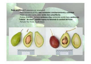 Raza antillana (P. americana var. americana):
- Poca resistencia al frio, mas resistente a encharcamiento y salinidad.
- Hojas: sin olor a anís, color verde claro amarillento
- Frutos: Grandes, Corteza coriácea y lisa, contenido aceite bajo, pedúnculo
“cabeza de clavo”, semilla rugosa no llenando la cavidad del fruto.
- Periodo flor–fruto: 5 a 8 meses
 