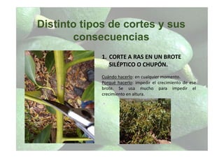 Distinto tipos de cortes y sus
consecuencias
1. CORTE A RAS EN UN BROTE
SILÉPTICO O CHUPÓN.
Cuándo hacerlo: en cualquier momento.
Porqué hacerlo: impedir el crecimiento de ese
brote. Se usa mucho para impedir el
crecimiento en altura.
 