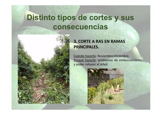 Distinto tipos de cortes y sus
consecuencias
3. CORTE A RAS EN RAMAS
PRINCIPALES.
Cuándo hacerlo: Noviembre-Diciembre.
Porqué hacerlo: problemas de emboscamiento
y poder rehacer el árbol.
 