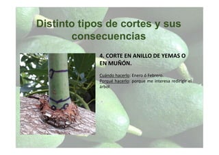 Distinto tipos de cortes y sus
consecuencias
4. CORTE EN ANILLO DE YEMAS O
EN MUÑÓN.
Cuándo hacerlo: Enero ó Febrero.
Porqué hacerlo: porque me interesa redirigir el
árbol
 