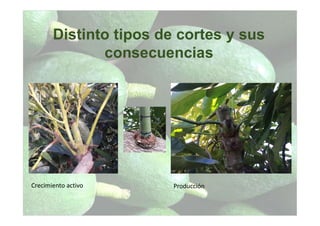Distinto tipos de cortes y sus
consecuencias
Crecimiento activo Producción
 