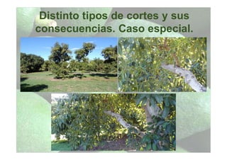 Distinto tipos de cortes y sus
consecuencias. Caso especial.
 