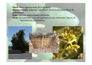 Planta: árbol vigorosa hasta 30 m de altura
Sistema radicular: bastante “superficial”, hasta los primeros 70 cm de
profundidad.
Hojas: alternas, pedunculadas y brillantes.
Flores: hermafroditas pero con aperturas en dos momentos. Tipo A y B.
Necesidad de polinizadores
 