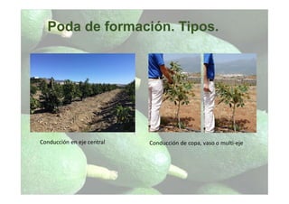 Poda de formación. Tipos.
Conducción en eje central Conducción de copa, vaso o multi-eje
 