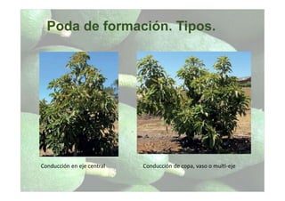 Poda de formación. Tipos.
Conducción en eje central Conducción de copa, vaso o multi-eje
 