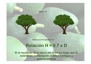 Distancia entre plantas = D
Altura = H
Relación H = 0,7 x D
Si el resultado de la altura del árbol es mayo que H,
estaremos sombreando el árbol contíguo y
emboscaremos
 