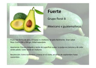 Fuerte
Grupo floral B
Mexicano x guatemalteco
Fruta con forma de pera. El hueso es mediano. Se pela fácilmente. Gran sabor.
Peso: Entre 200 y 350 grs. Árbol extendido.
Apariencia: Cáscara delgada y verde de superficie suave. La pulpa es cremosa y de color
verde pálido. Color verde en madurez
Recolección: Entre noviembre y marzo en el norte, en el sur de septiembre hasta
noviembre.
 
