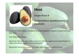 Hass
Grupo floral A
Guatemalteco (predominante) x
mexicano
La fruta de forma ovalada. El hueso es de tamaño pequeño a mediano. Se pela fácilmente.
Gran sabor.
Peso: Entre 200 y 300 grs.
Apariencia: Piel verde, que cambia a oscura en madurez, rugosa y gruesa pero flexible. La
pulpa es de textura cremosa y de un verde pálido.
Recolección: Entre enero y junio en el norte, entre noviembre y abril en el sur.
 
